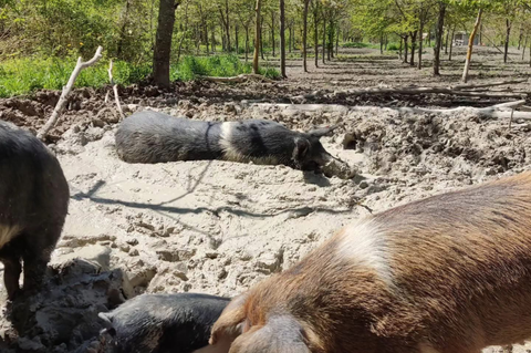 maiali stato brado azienda agricola della venza
