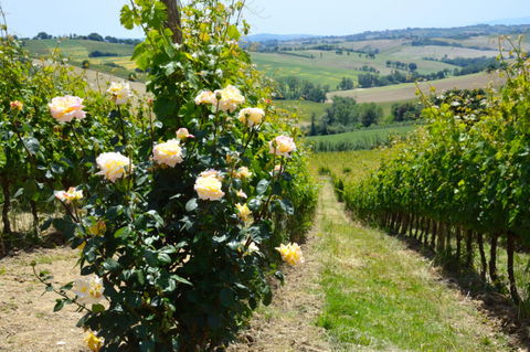 podere santa lucia