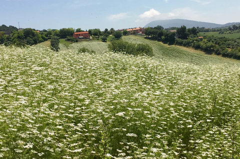 zona di raccolta miele Apicoltura del Conero
